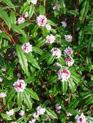 Flowering branch of Dapne bholua Jacqueline Posthill